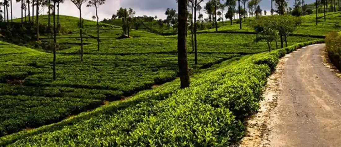 Sri Lanka Mini Tour-1